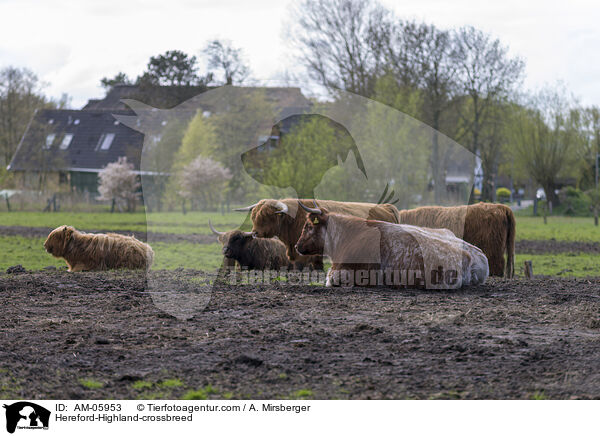 Hereford-Highland-Mix / Hereford-Highland-crossbreed / AM-05953