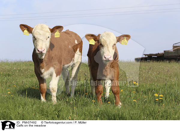 Klber auf einer Wiese / Calfs on the meadow / PM-07492