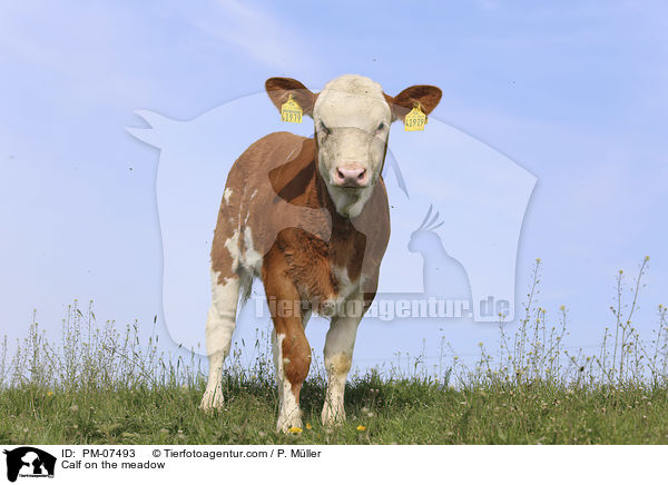 Kalb auf einer Wiese / Calf on the meadow / PM-07493