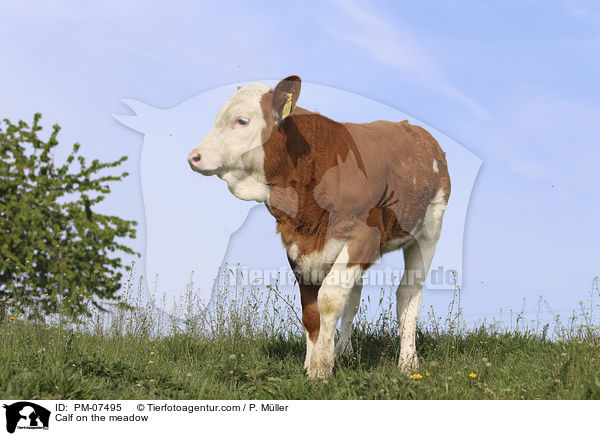 Kalb auf einer Wiese / Calf on the meadow / PM-07495