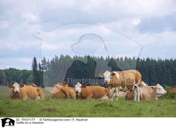 Rind auf einer Wiese / Cattle on a meadow / FH-01177