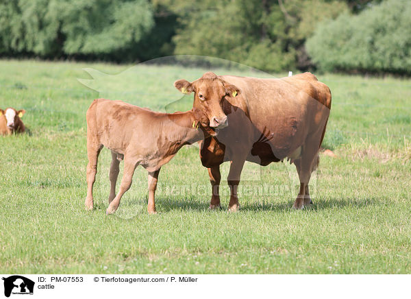 Rinder / cattle / PM-07553