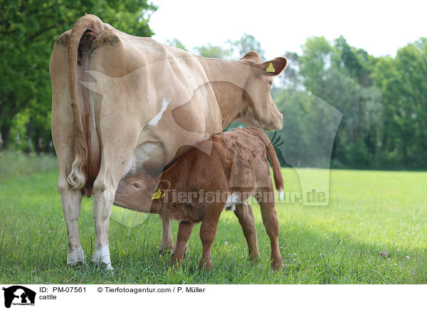 Rinder / cattle / PM-07561