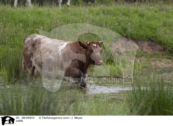 cattle / JM-06843