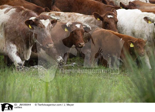 cattles / JM-06844