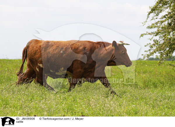 cattle / JM-06906