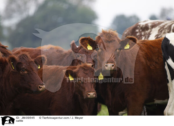 Rinder / cattle / JM-09545