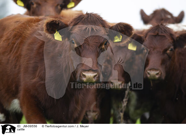 Rinder / cattle / JM-09556