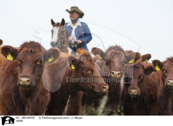 Rinder / cattle / JM-09559