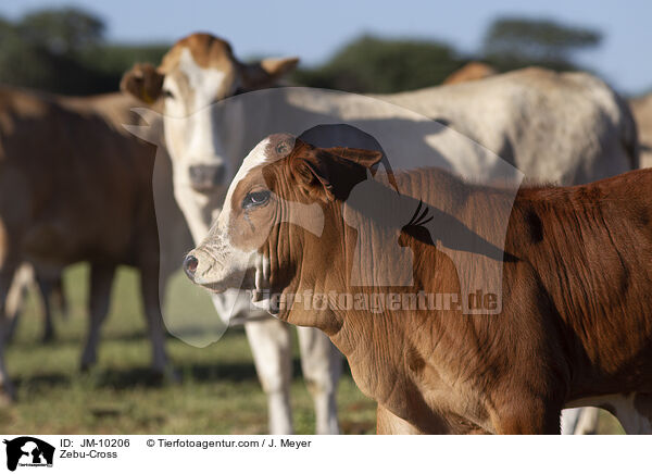 Zebu-Mix / Zebu-Cross / JM-10206