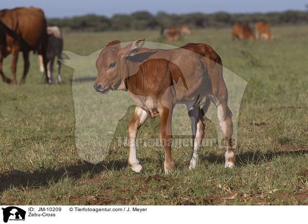 Zebu-Mix / Zebu-Cross / JM-10209