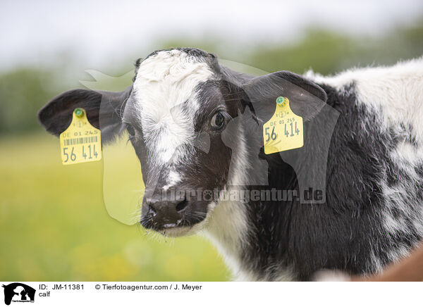 Kalb / calf / JM-11381