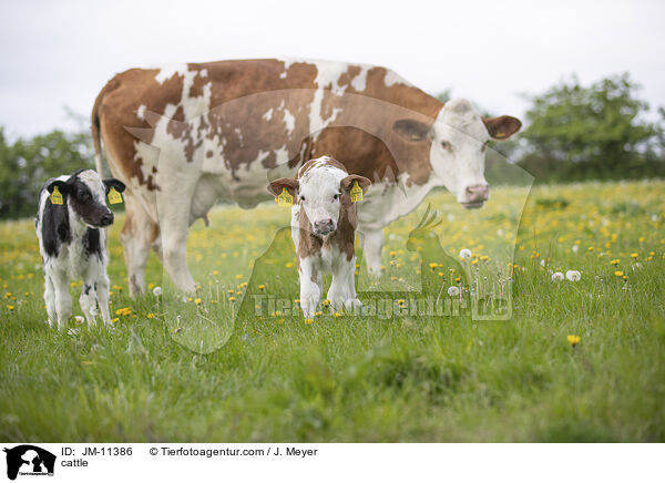 Rinder / cattle / JM-11386