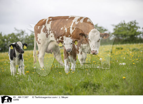 Rinder / cattle / JM-11387