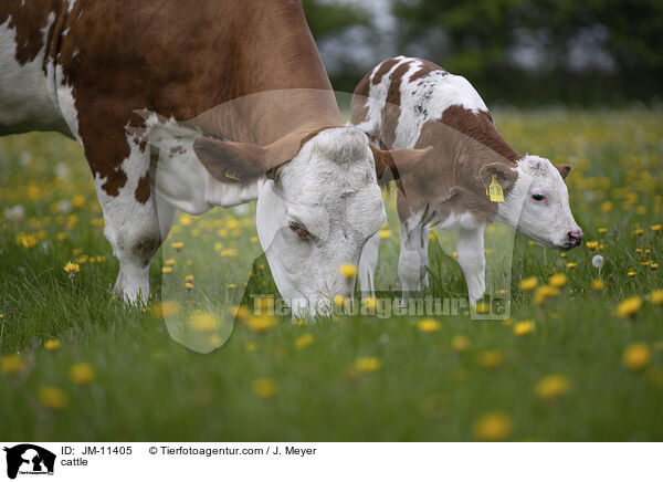 Rinder / cattle / JM-11405