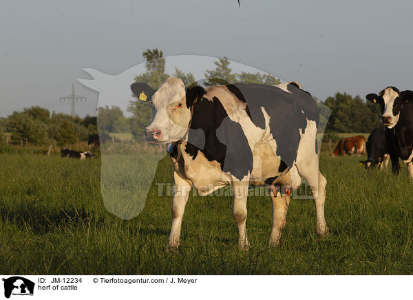 Rinderherde / herf of cattle / JM-12234