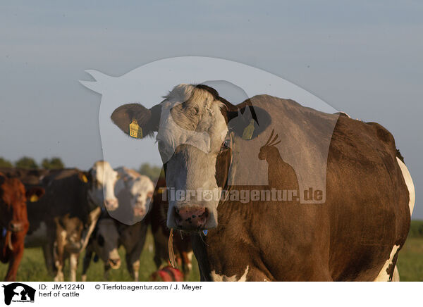Rinderherde / herf of cattle / JM-12240