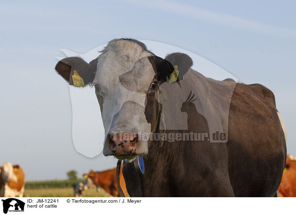 Rinderherde / herd of cattle / JM-12241