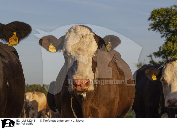 Rinderherde / herf of cattle / JM-12248