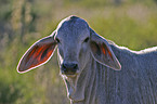 cattle portrait