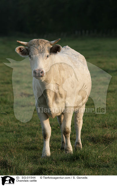Charolais Rind / Charolais cattle / SG-01544