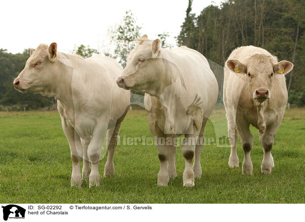 Charolais Herde / herd of Charolais / SG-02292