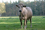 Charolais cattle