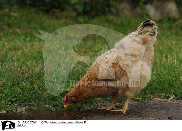 Huhn / chicken / AP-05706