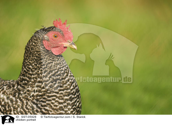 Huhn Portrait / chicken portrait / SST-05928