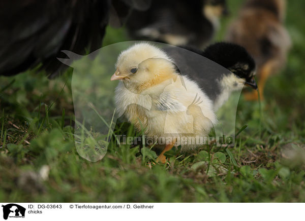 Kken / chicks / DG-03643