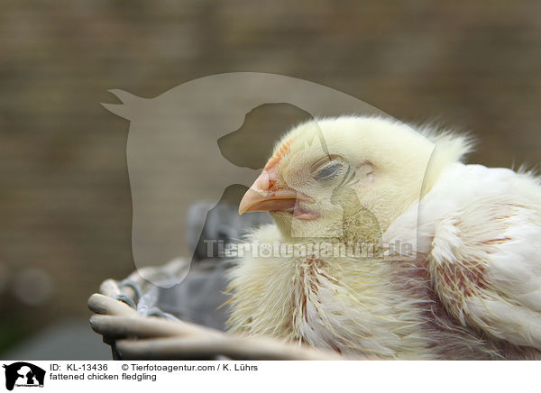 Masthuhn Kken / fattened chicken fledgling / KL-13436