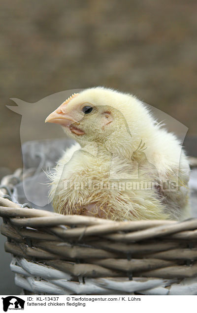 Masthuhn Kken / fattened chicken fledgling / KL-13437