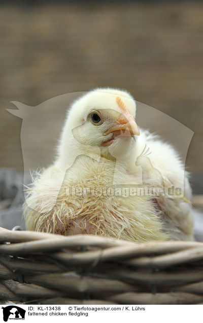 Masthuhn Kken / fattened chicken fledgling / KL-13438