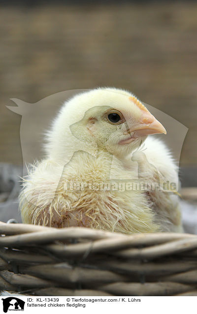 Masthuhn Kken / fattened chicken fledgling / KL-13439