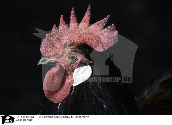 Cock portrait / HB-01856