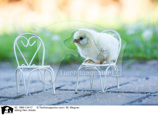 sitzendes Hhnerkken / sitting Hen chicks / MW-13417