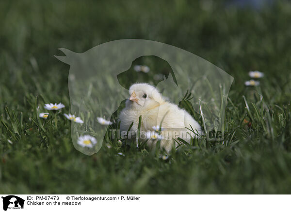 Chicken on the meadow / PM-07473