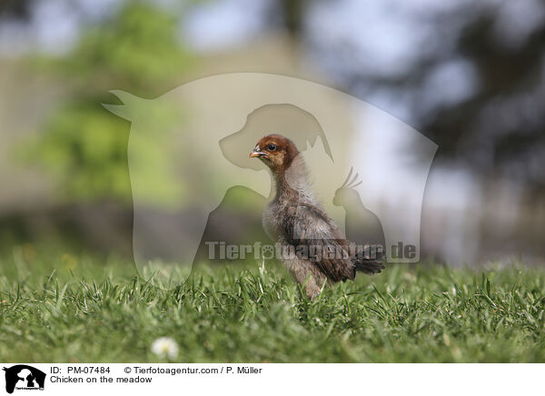 Chicken on the meadow / PM-07484