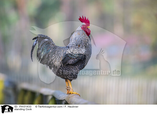 stehender Hahn / standing Cock / FH-01433