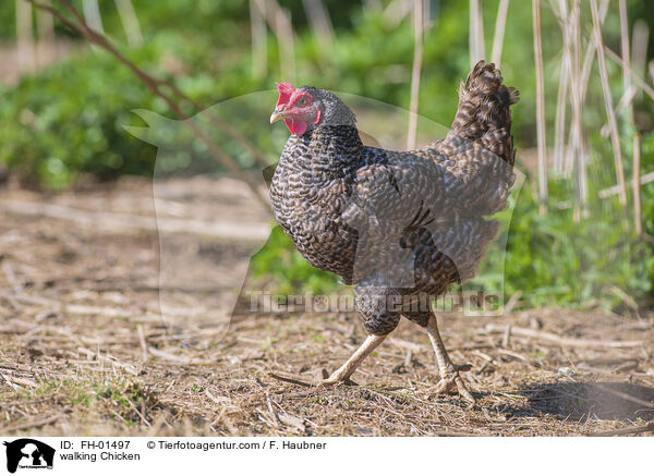 laufendes Huhn / walking Chicken / FH-01497