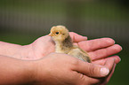 chick