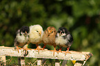 chicks