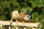 chicks