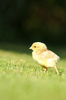 chick