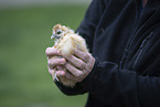 human with Chicken