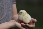 human with Chicken