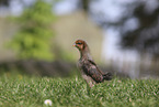 Chicken on the meadow