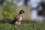 Chicken on the meadow