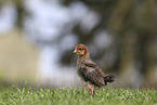 Chicken on the meadow