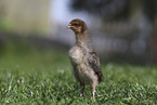 Chicken on the meadow